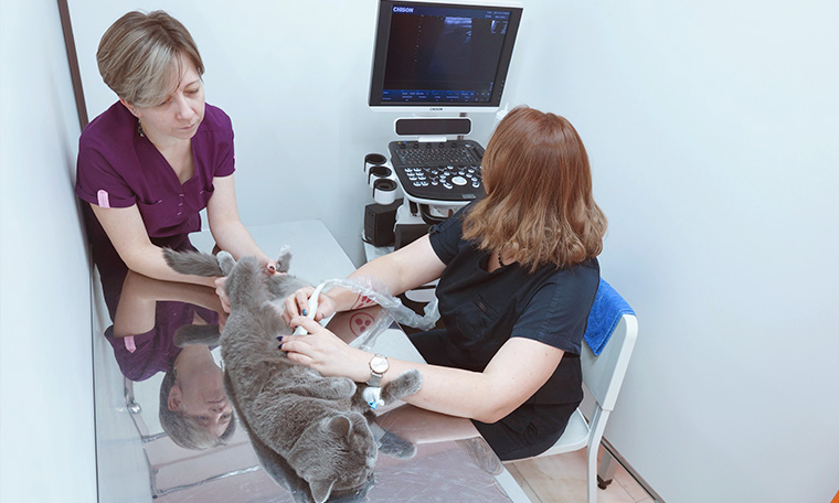 УЗИ для животных в ветеринарной клинике ВетНора